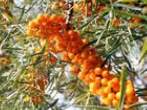 Hippophae  Rhamnoides